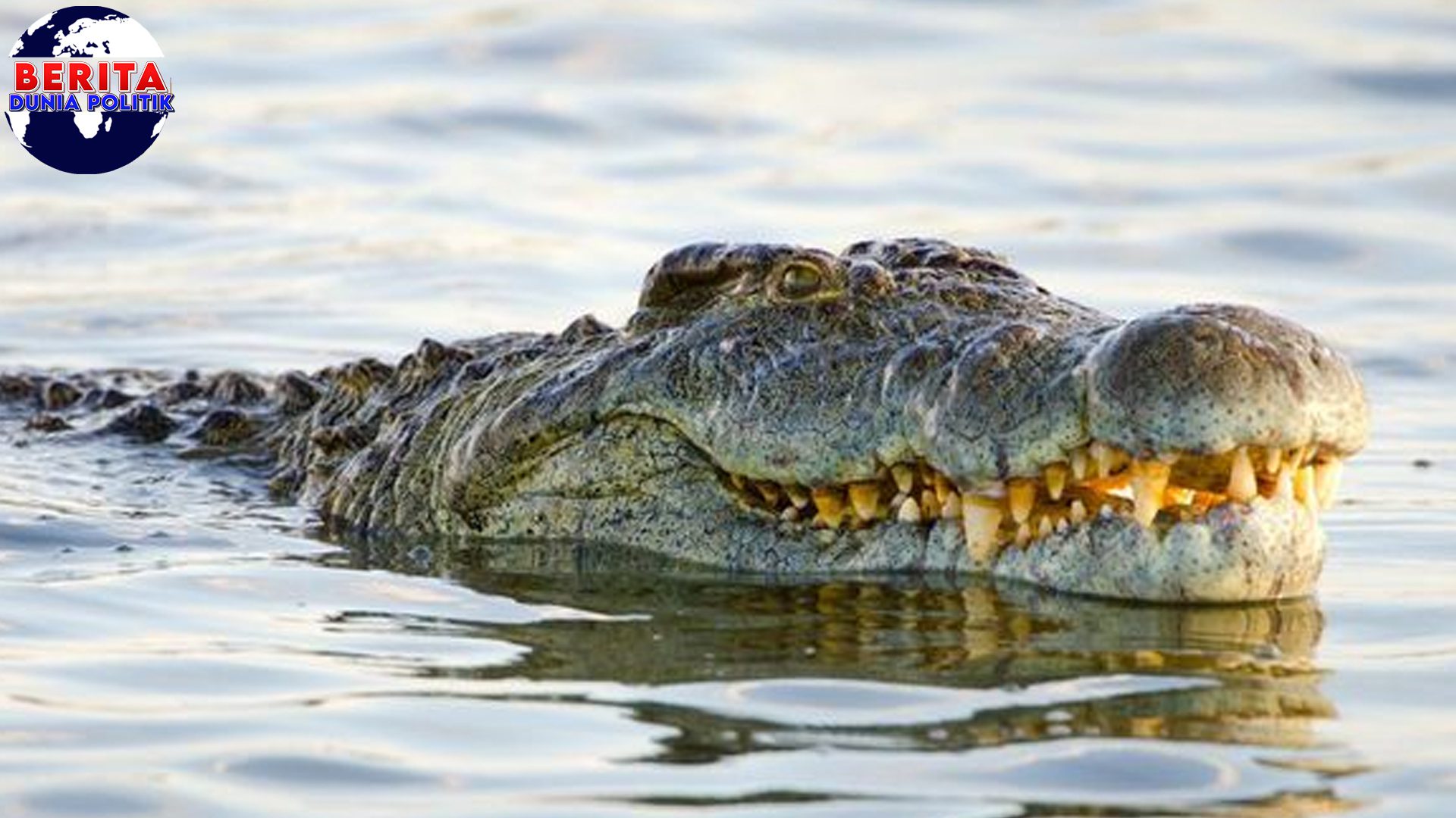 Tragis Bersih Sungai Lasolo Berujung Teror 2 Buaya