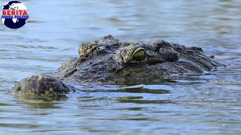 Tragis Bersih Sungai Lasolo Berujung Teror 2 Buaya