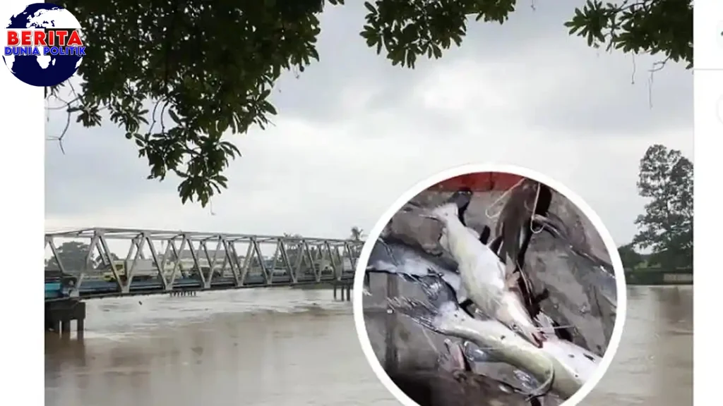 100 Ikan Cisadane Mati Keracunan, Kita Harus Gimana Guys?