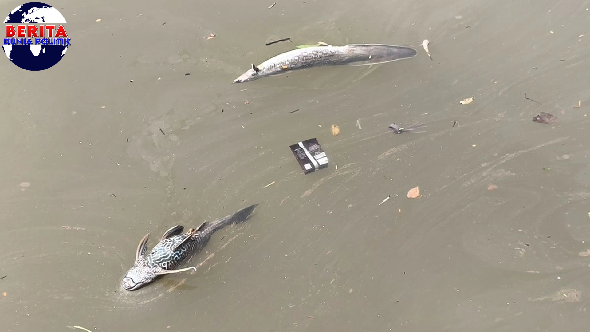 100 Ikan Cisadane Mati Keracunan, Kita Harus Gimana Guys?