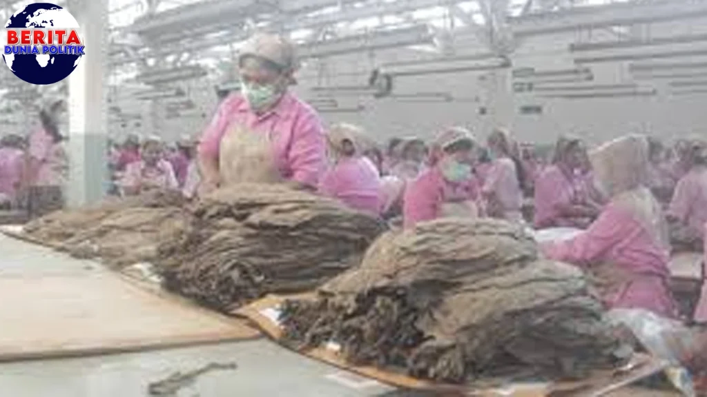 Kualitas Cerutu Dunia Ada Ketelitian Ibu2 Jember