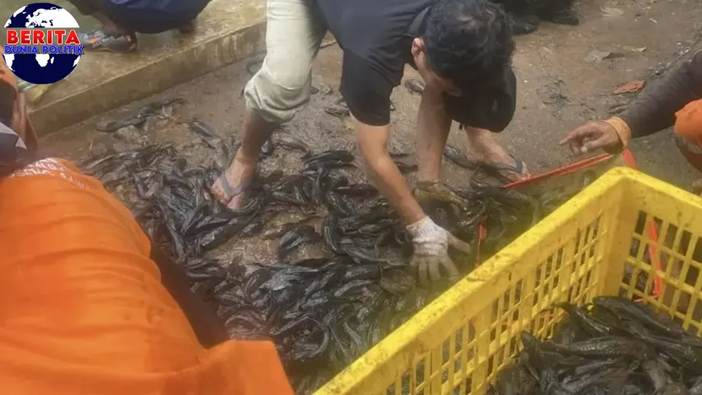 Walikota Jaksel Pertimbangkan 1k Ikan Sapu-Sapu Baru