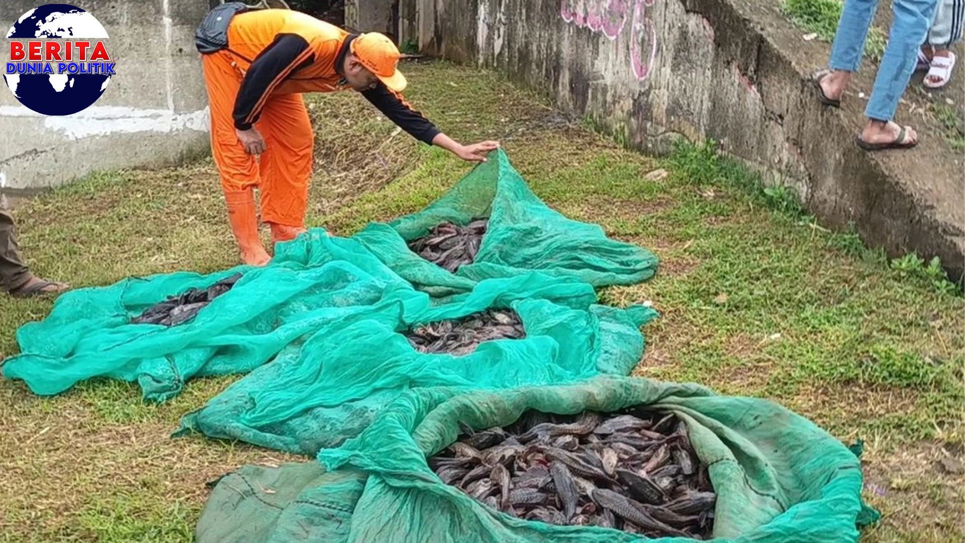 Walikota Jaksel Pertimbangkan 1k Ikan Sapu-Sapu Baru
